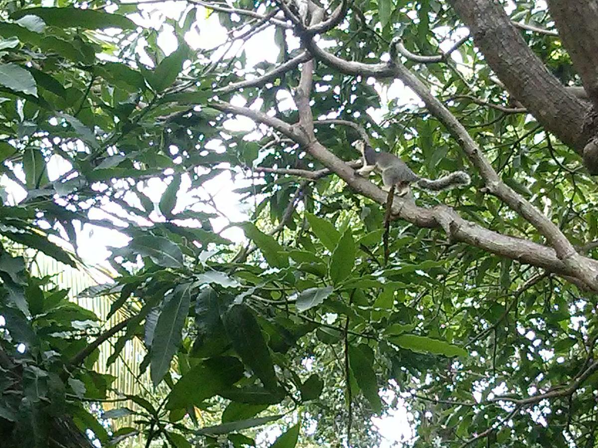 Green Earth Resort And Restaurant Dambulla Exterior foto